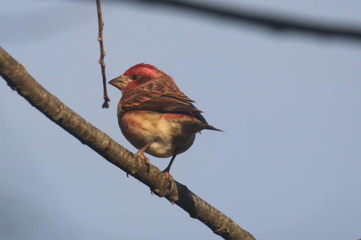 Camachuelo Purpúreo - ML644947414
