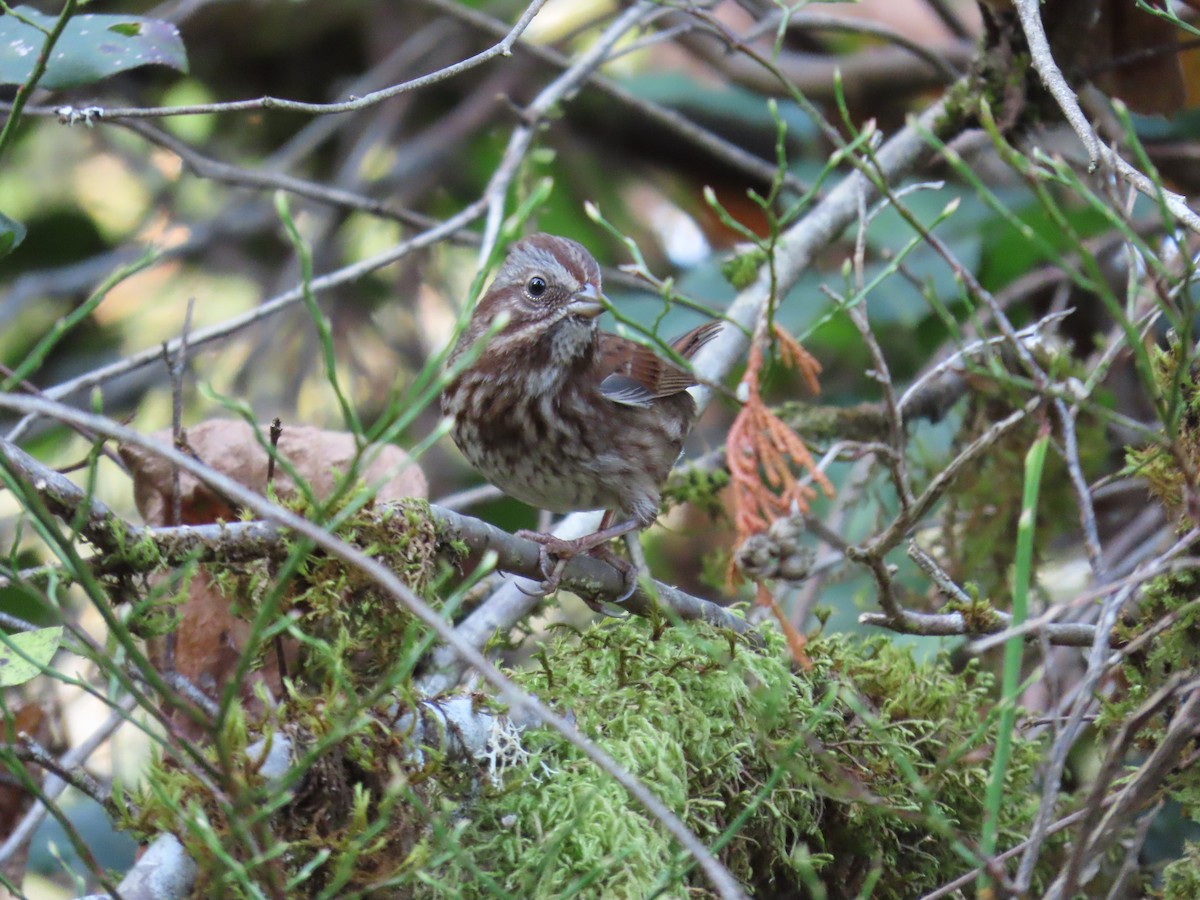Song Sparrow - ML644947420