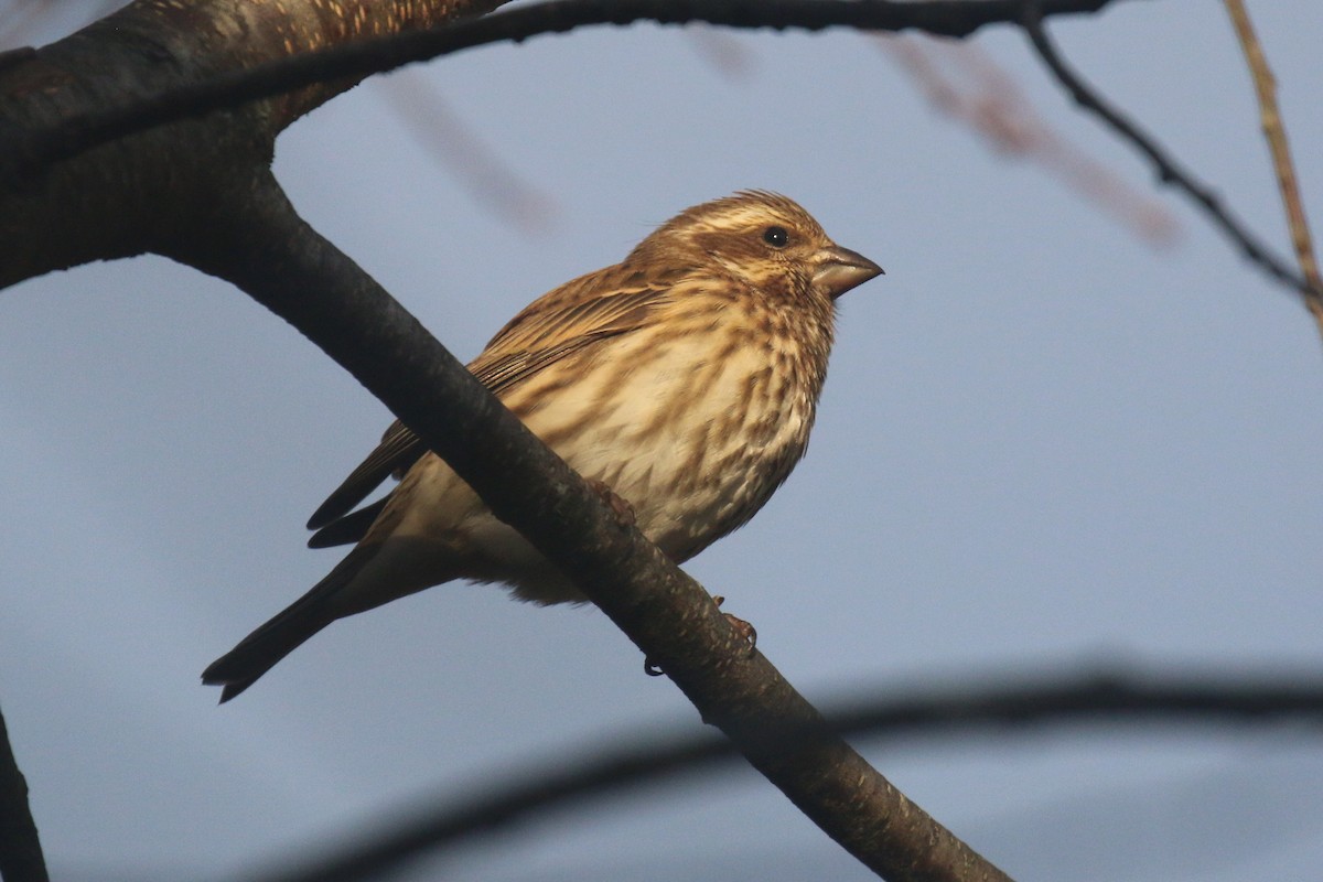 Camachuelo Purpúreo - ML644947421
