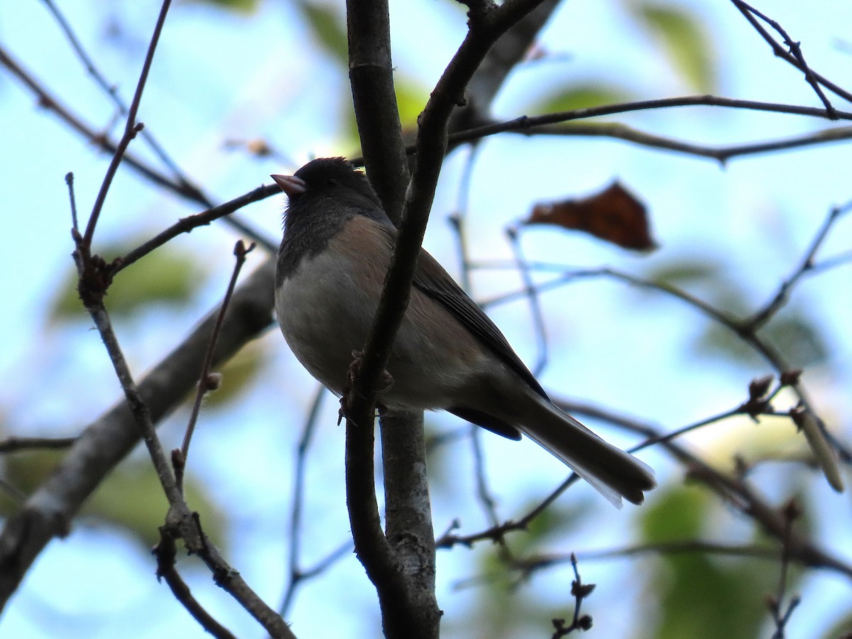 Dark-eyed Junco - ML644947427
