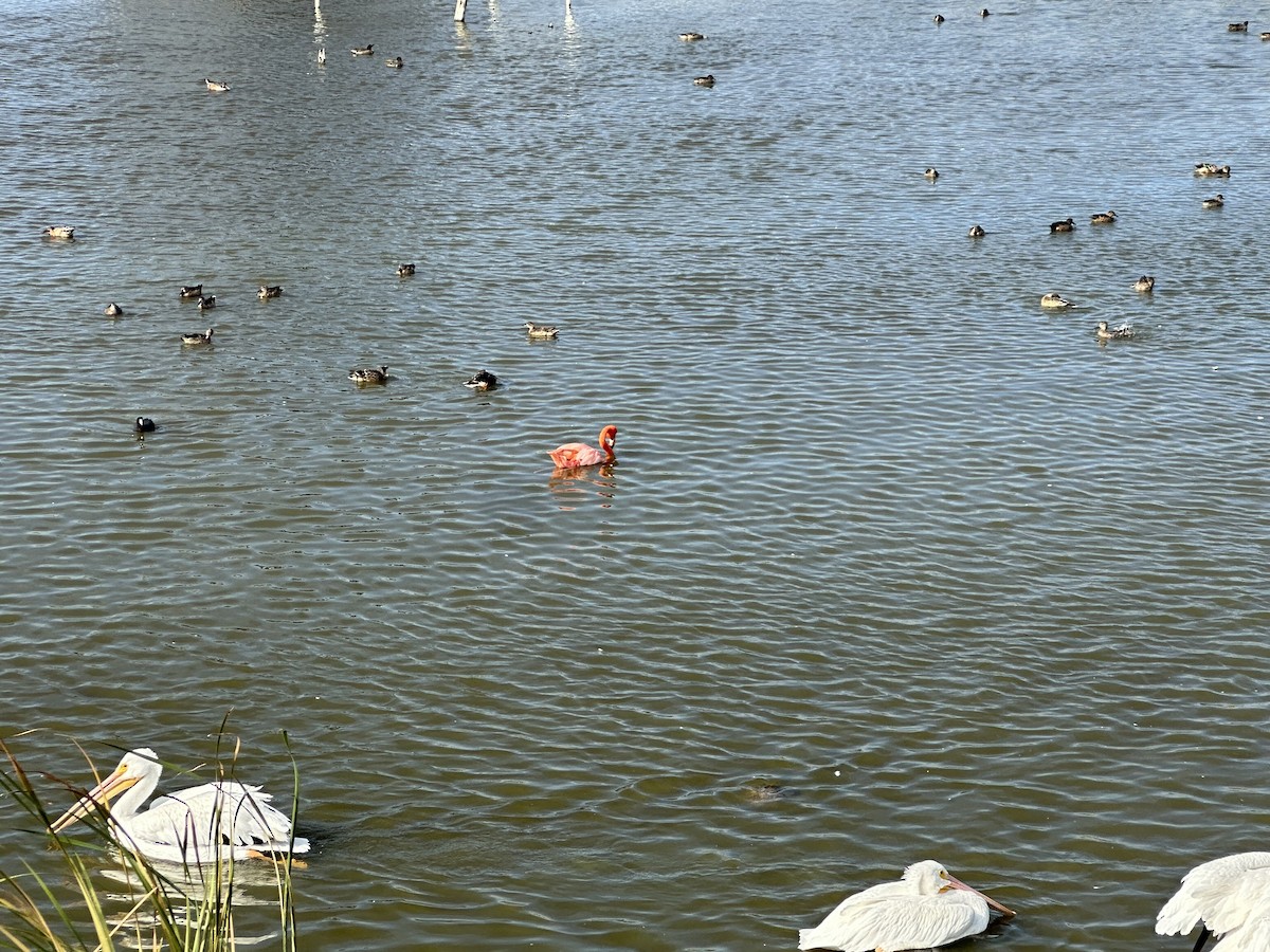American Flamingo - ML644947437