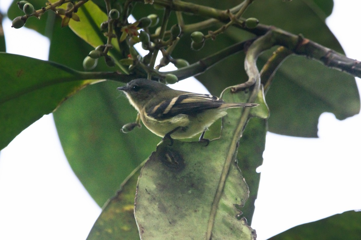 Handsome Flycatcher - ML644947441