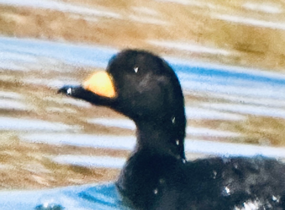 Black Scoter - ML644947464