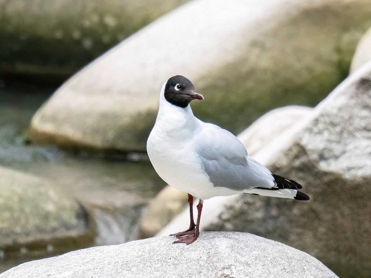 Andean Gull - ML644947467