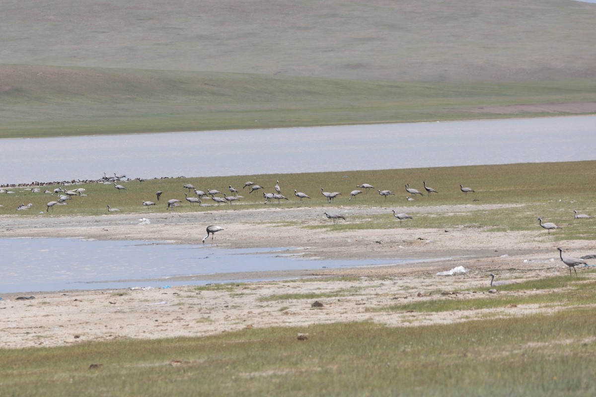 Demoiselle Crane - ML644947469