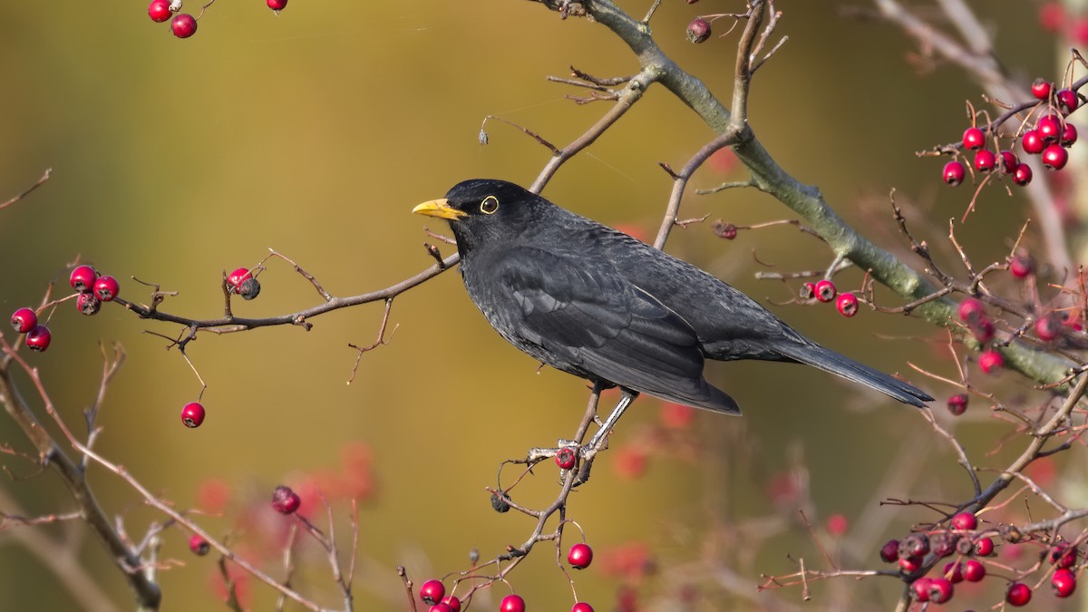 Eurasian Blackbird - ML644947494