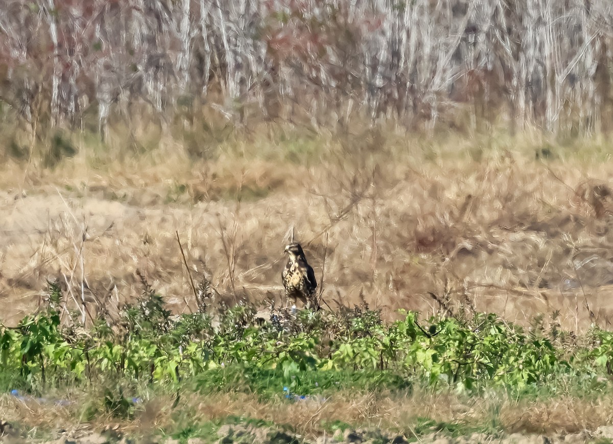 Swainson's Hawk - ML644947495
