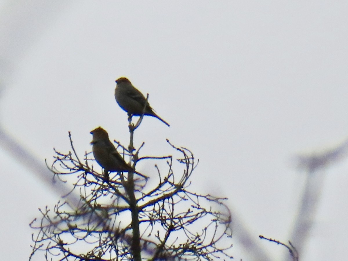 Pinu-gailupa - ML644947502