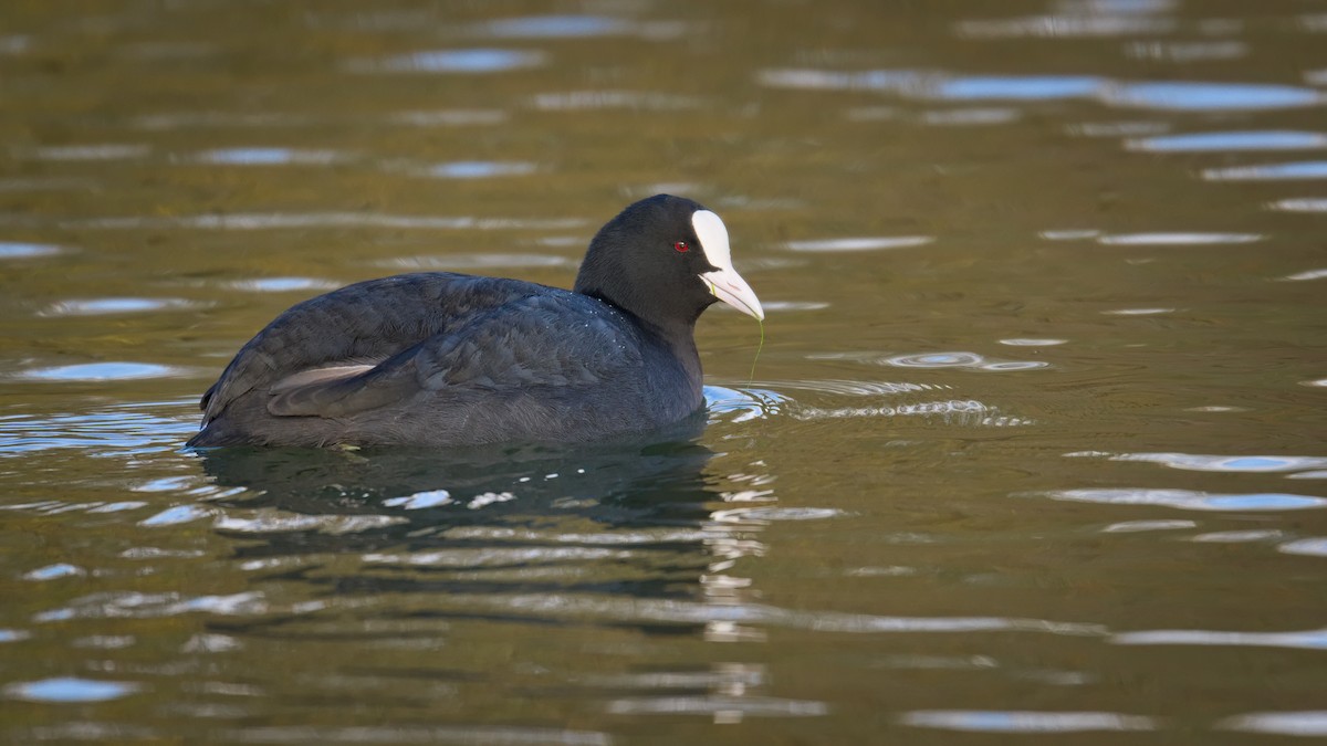 Eurasian Coot - ML644947504