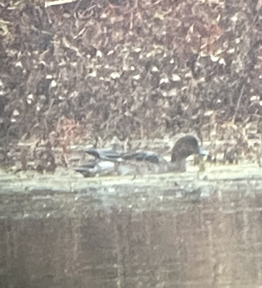 Eurasian Wigeon - ML644947514