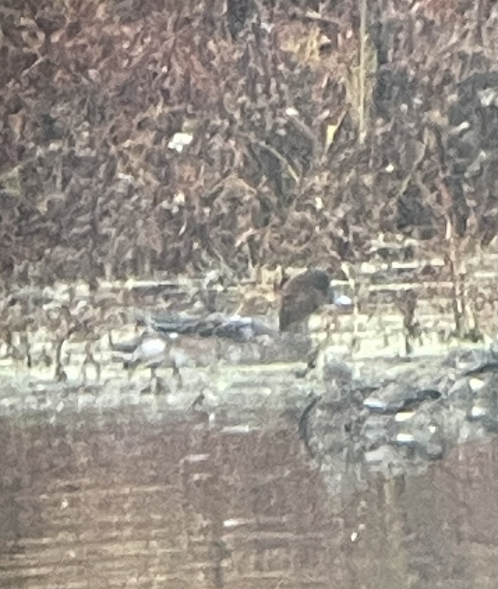Eurasian Wigeon - ML644947515