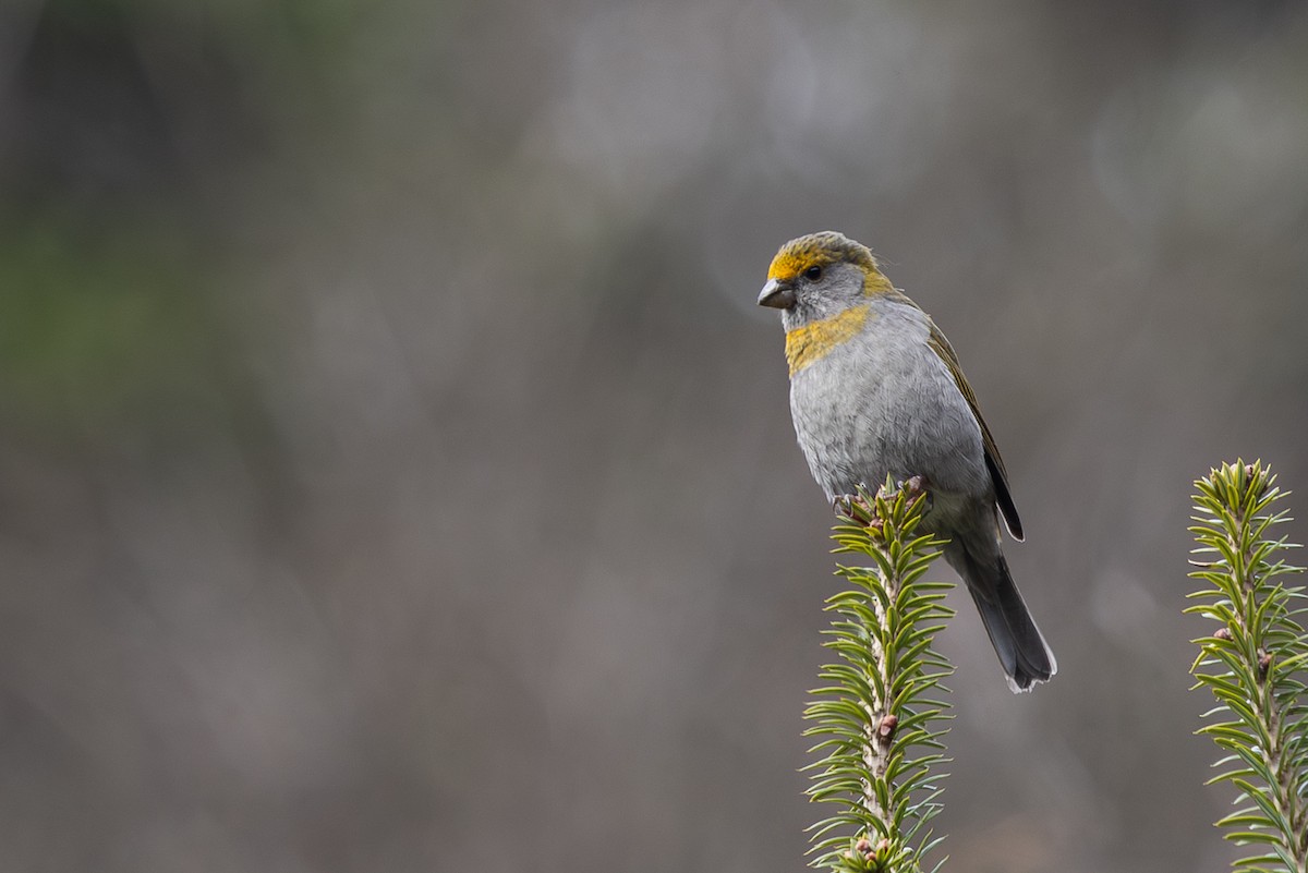 Rhododendrongimpel - ML644947547