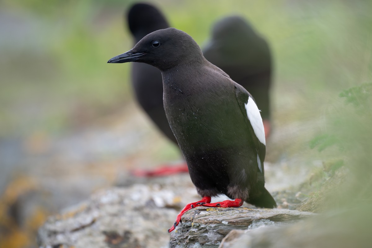 אוריה שחורה - ML644947555