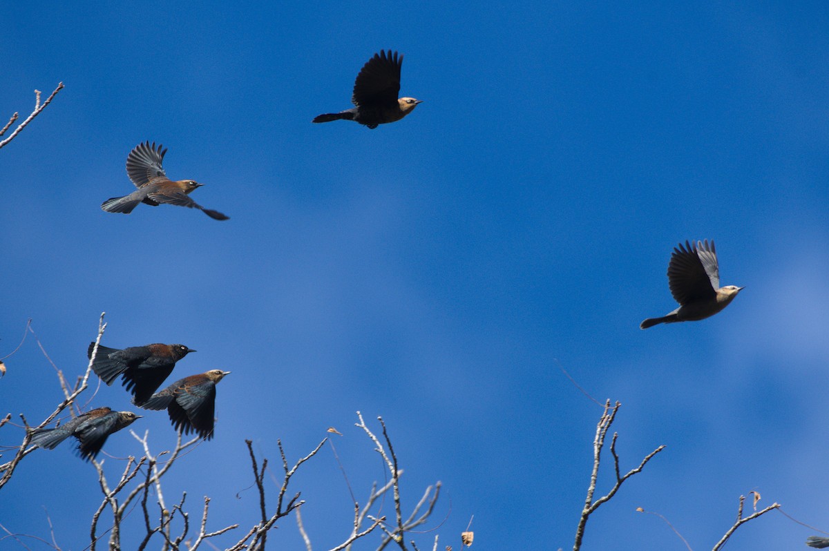 Rusty Blackbird - ML644947559