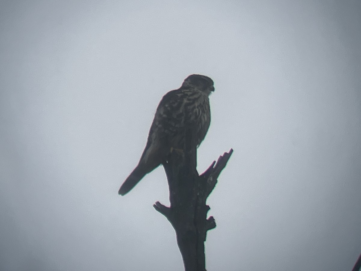 Merlin - ML644947566