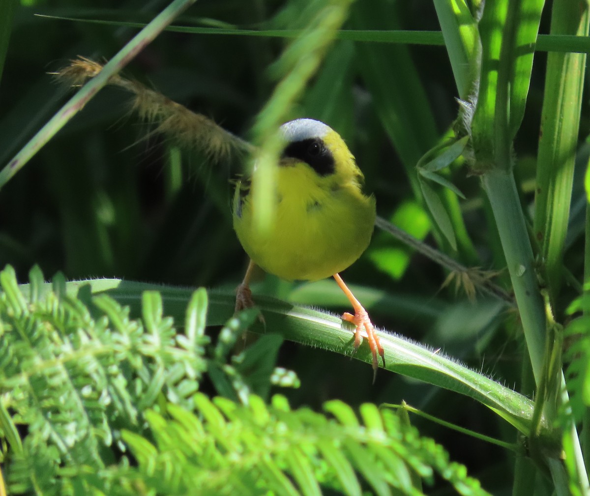 Masked Yellowthroat - ML644947573