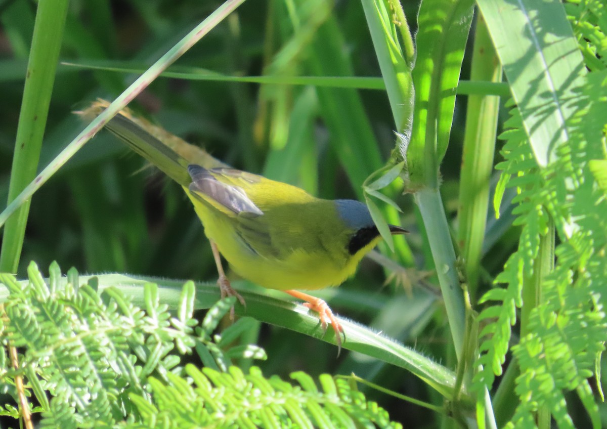 Masked Yellowthroat - ML644947574