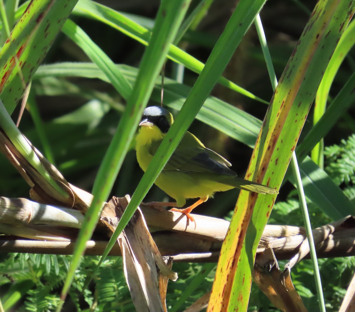 Masked Yellowthroat - ML644947575