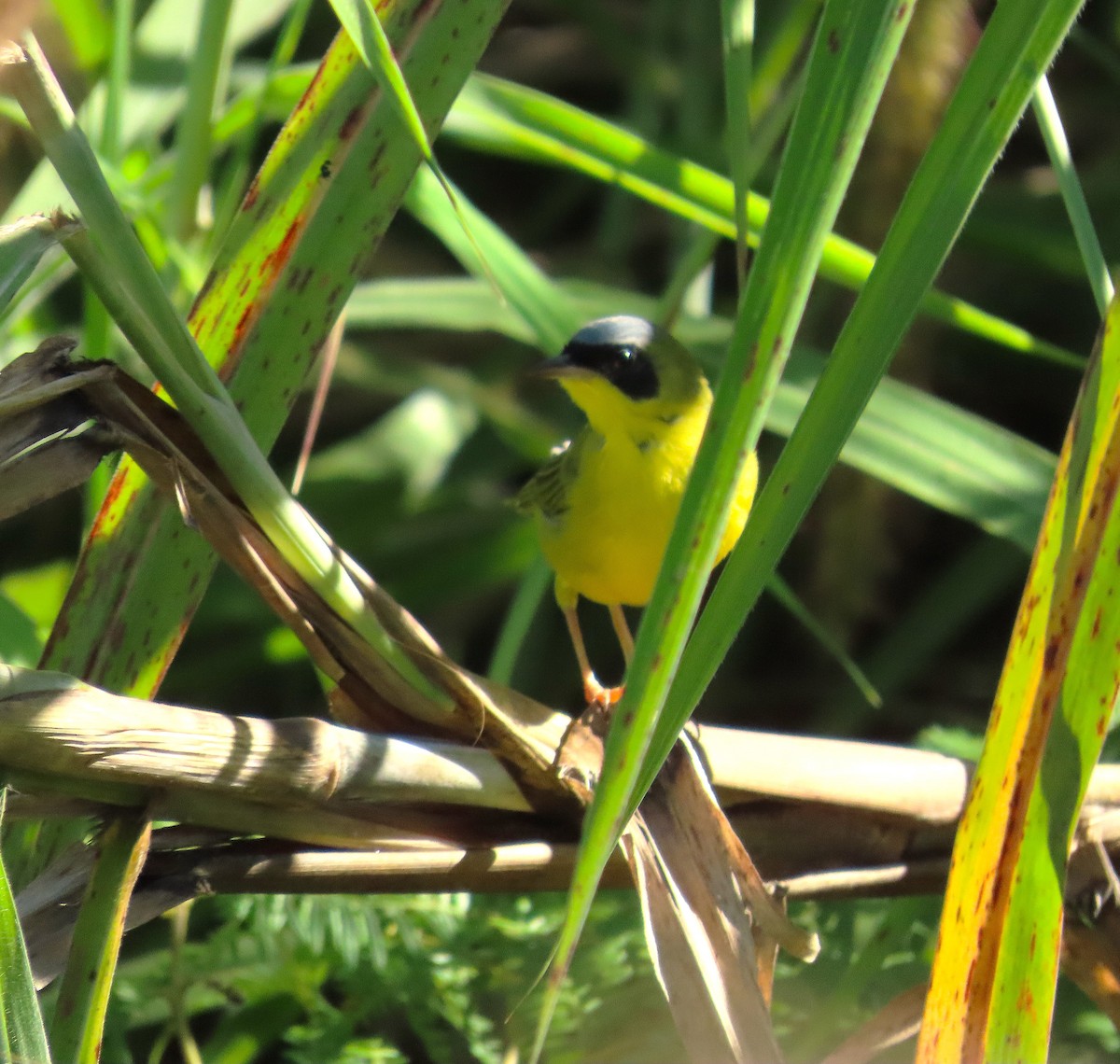 Masked Yellowthroat - ML644947576