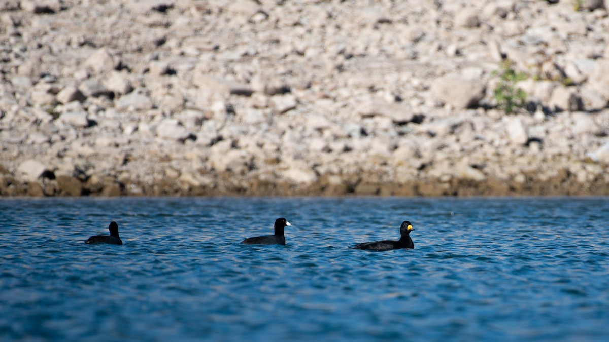 Black Scoter - ML644947587