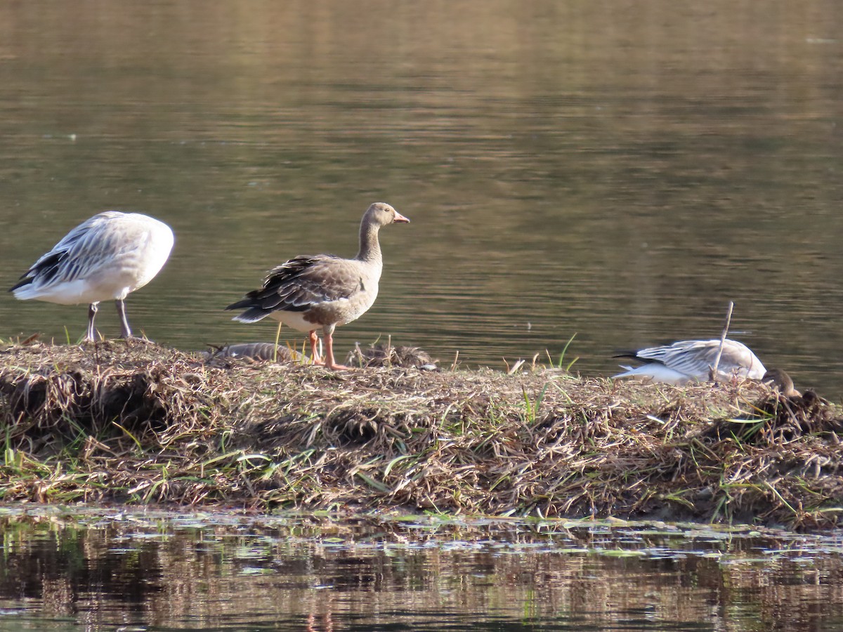 Greater White-fronted Goose - ML644947588