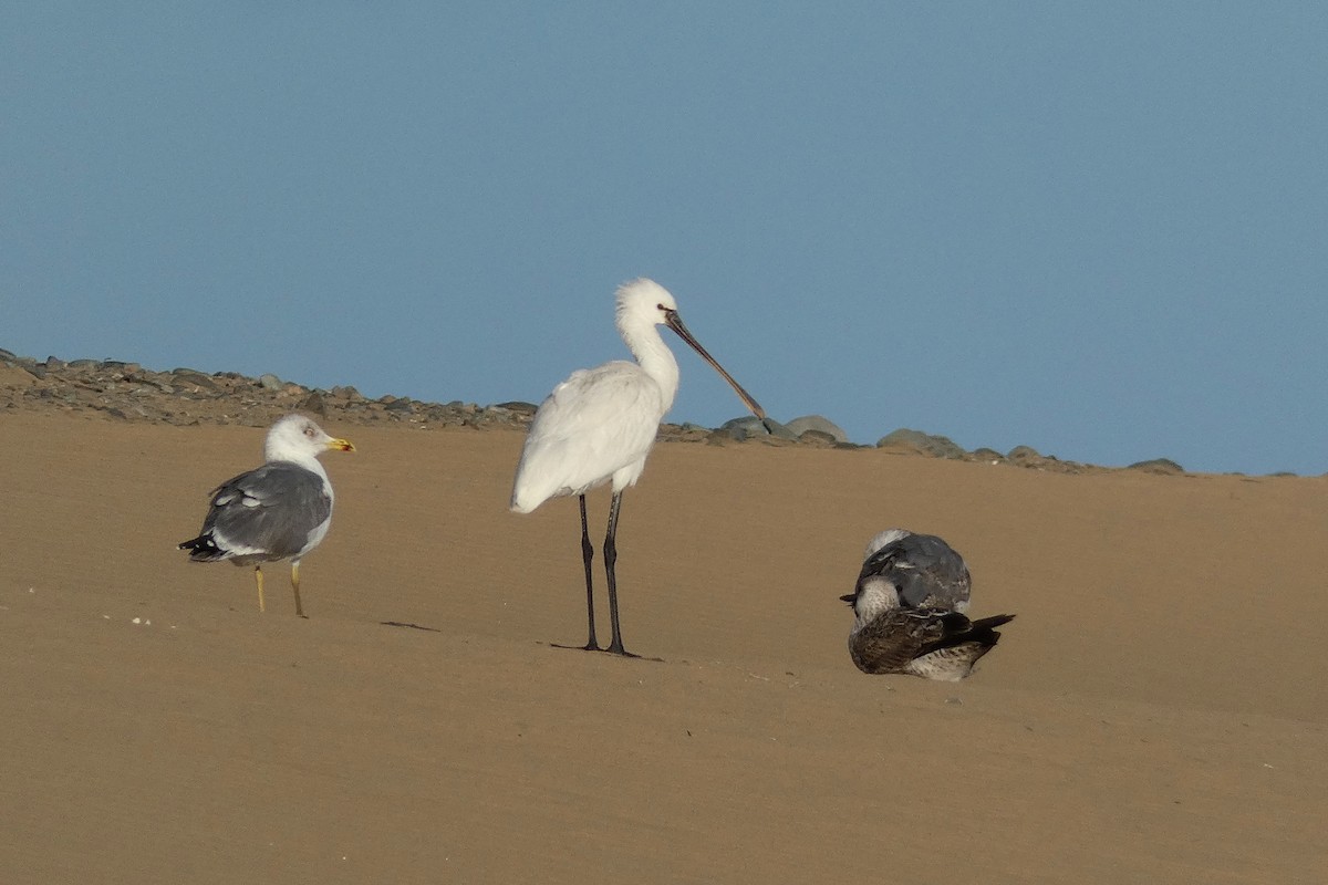 Eurasian Spoonbill - ML644947597
