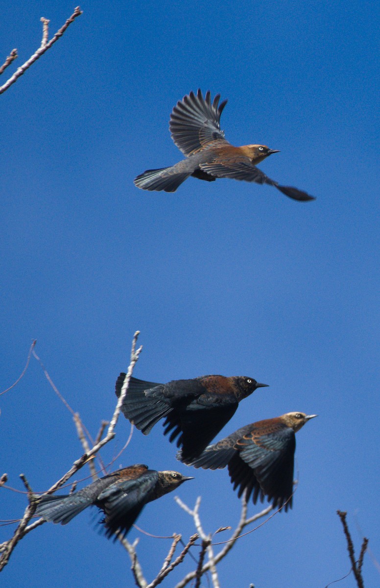 Rusty Blackbird - ML644947607