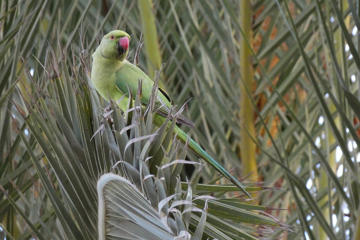 Rose-ringed Parakeet - ML644947608