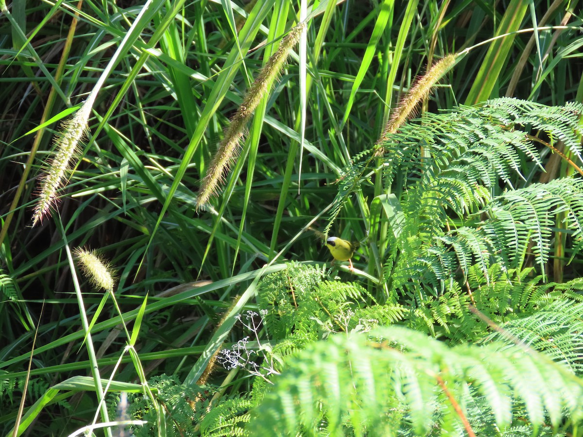 Masked Yellowthroat - ML644947614