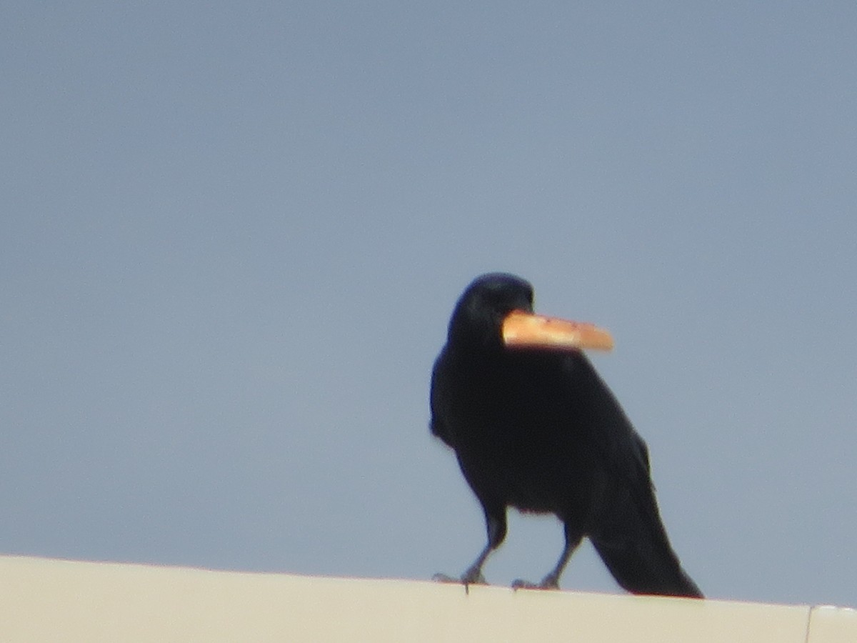 American Crow - ML644947617