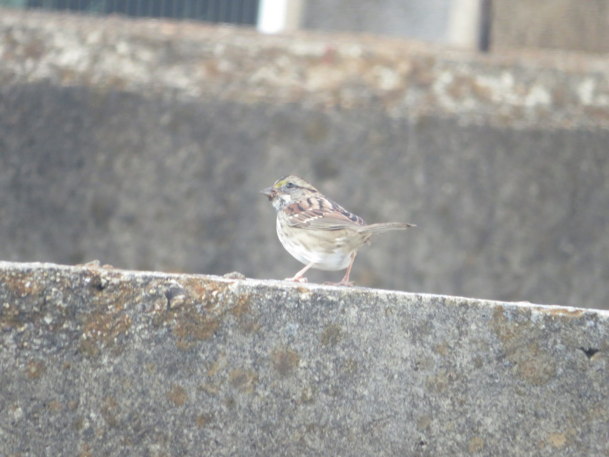 White-throated Sparrow - ML644947648