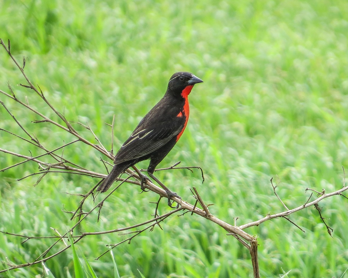 Red-breasted Meadowlark - ML644947652