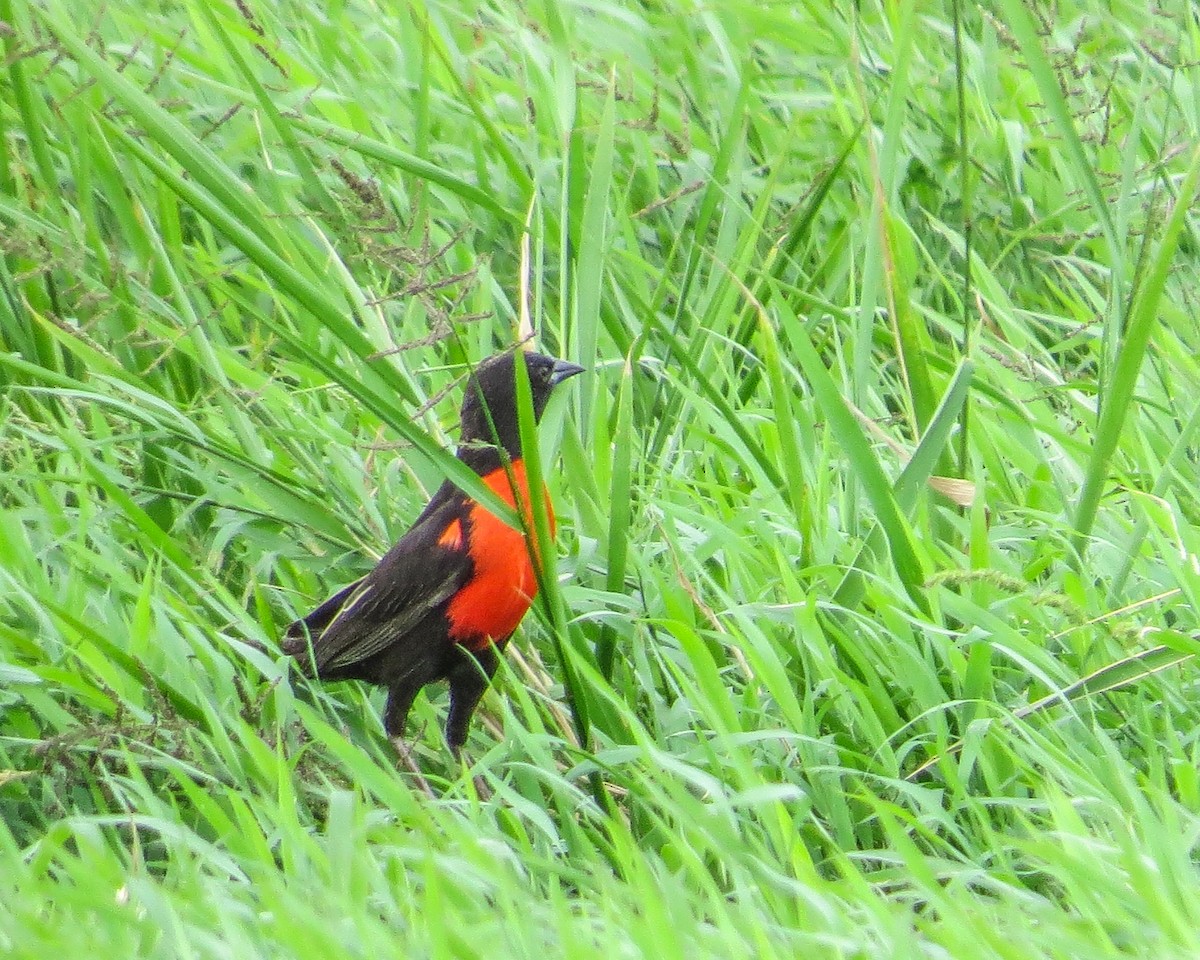 Red-breasted Meadowlark - ML644947653