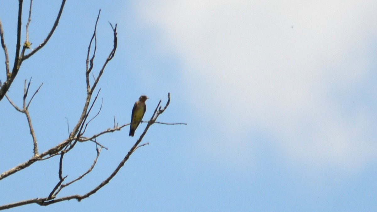 Southern Rough-winged Swallow - ML644947695