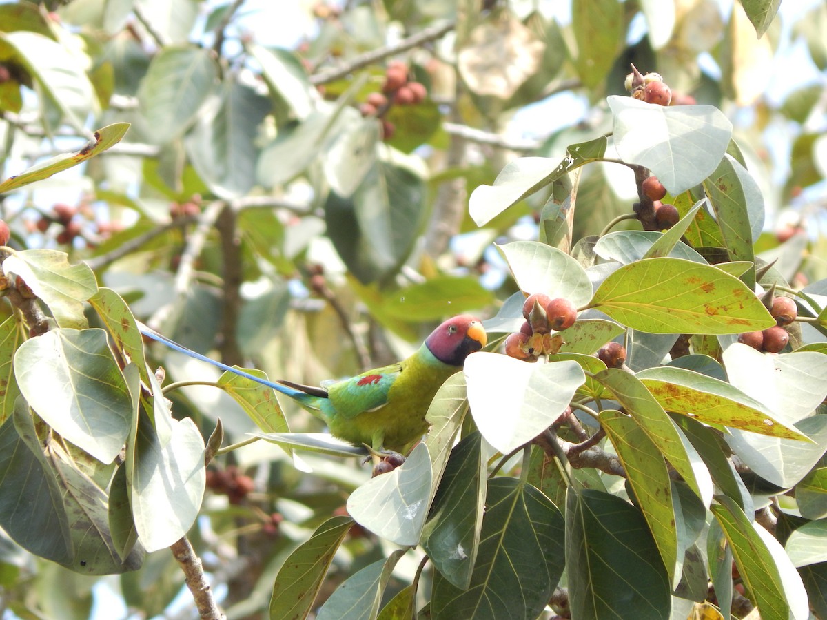 Plum-headed Parakeet - ML644947697