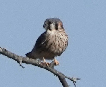 American Kestrel - ML644947728