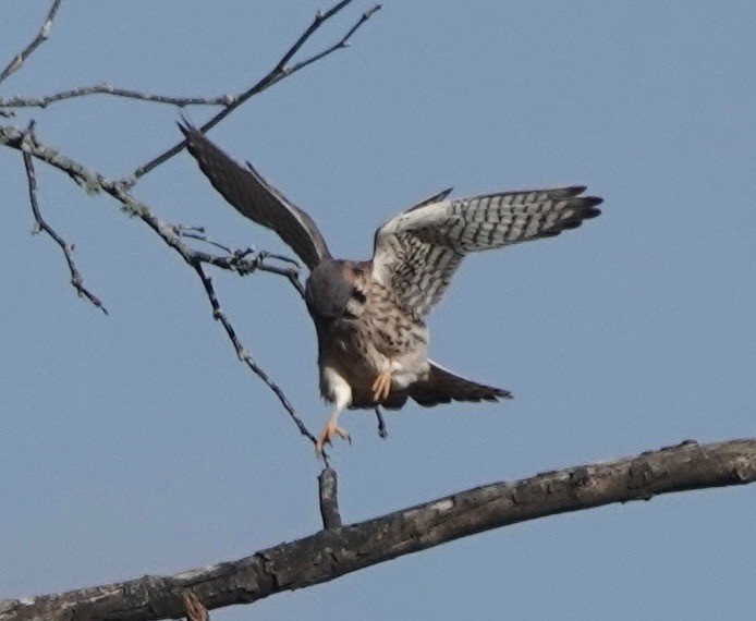 American Kestrel - ML644947729