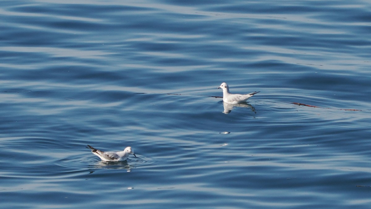 Gabbiano di Bonaparte - ML644947800