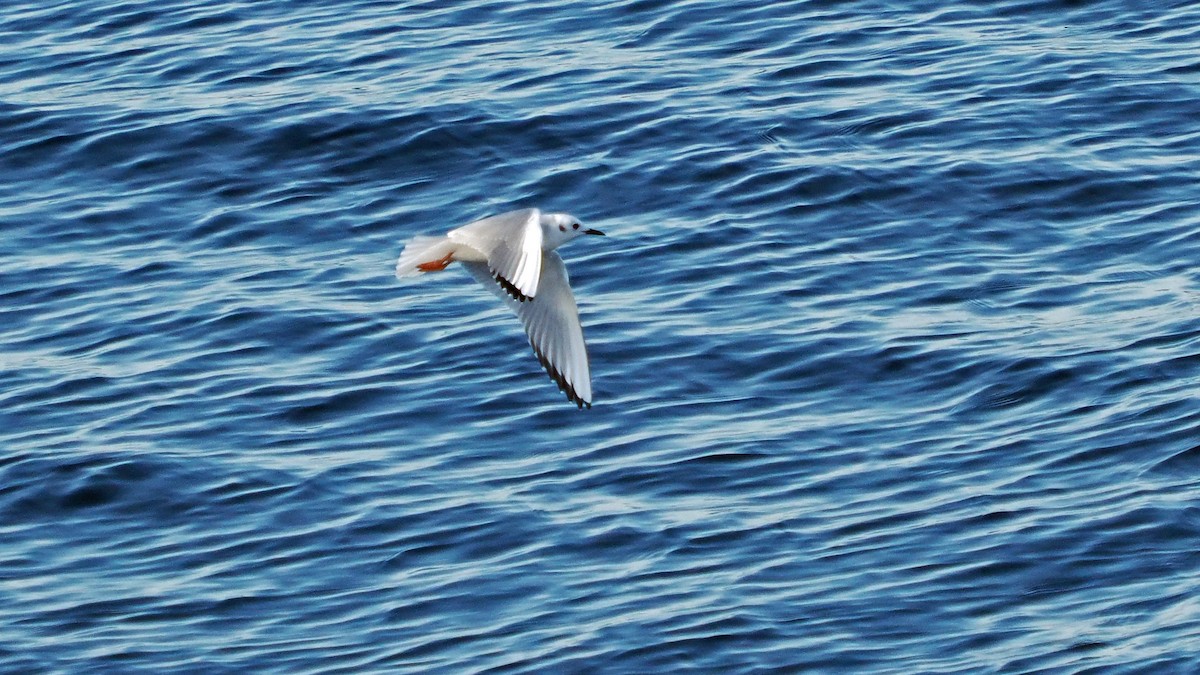 Gabbiano di Bonaparte - ML644947801