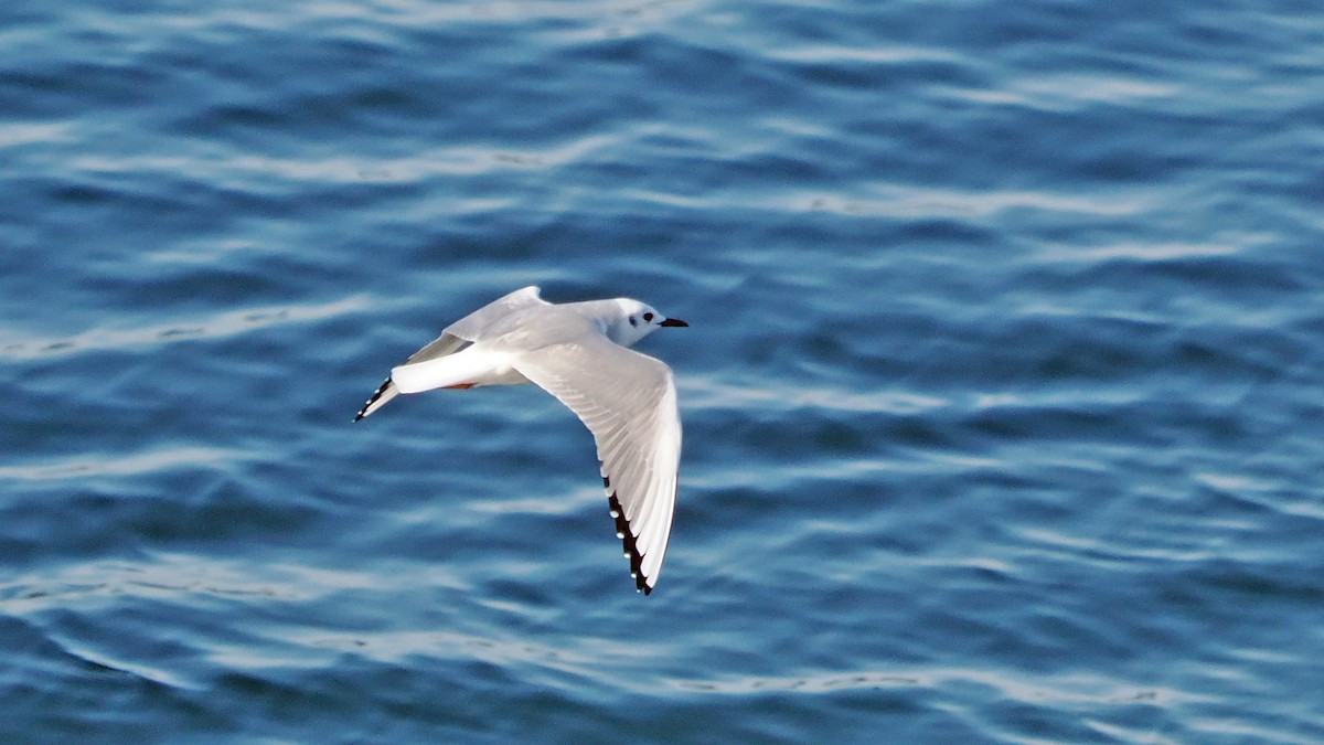 Gabbiano di Bonaparte - ML644947802