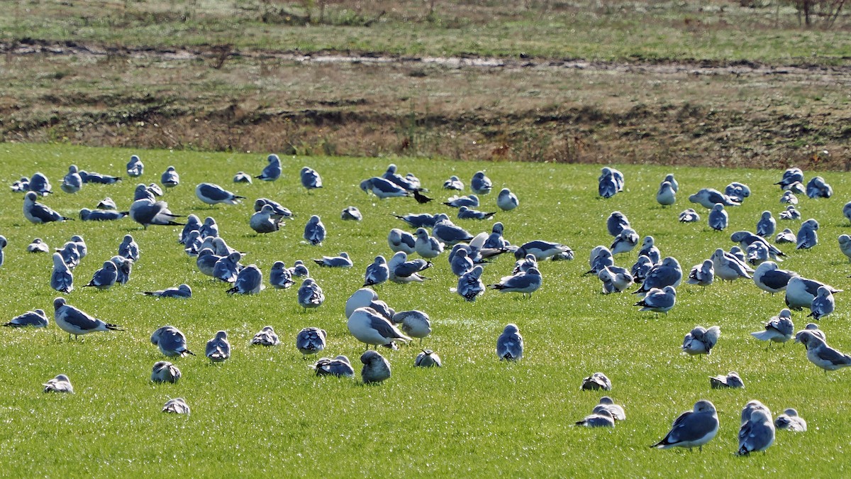 Short-billed Gull - ML644947808