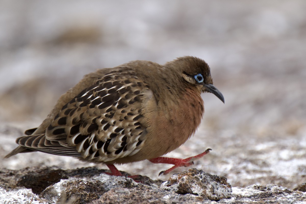 Galapagos Dove - ML644947809