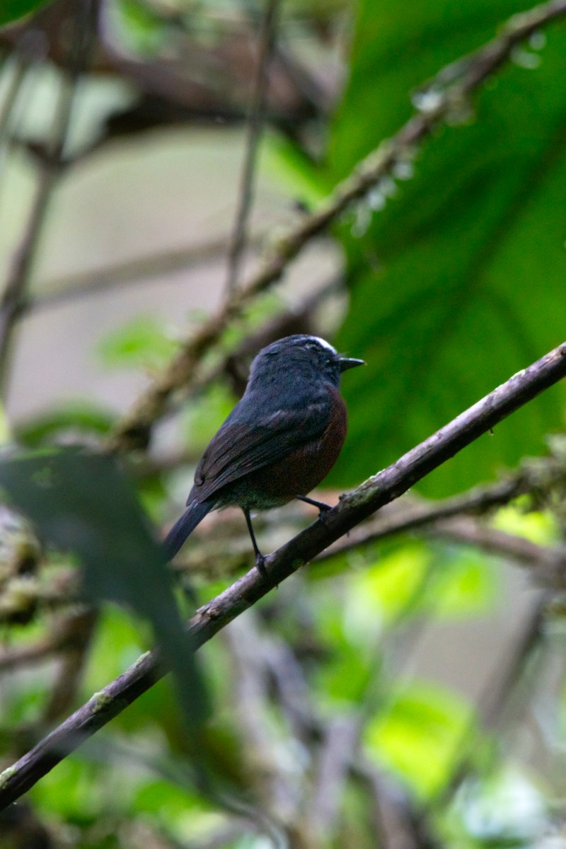 Chestnut-bellied Chat-Tyrant - ML644947815