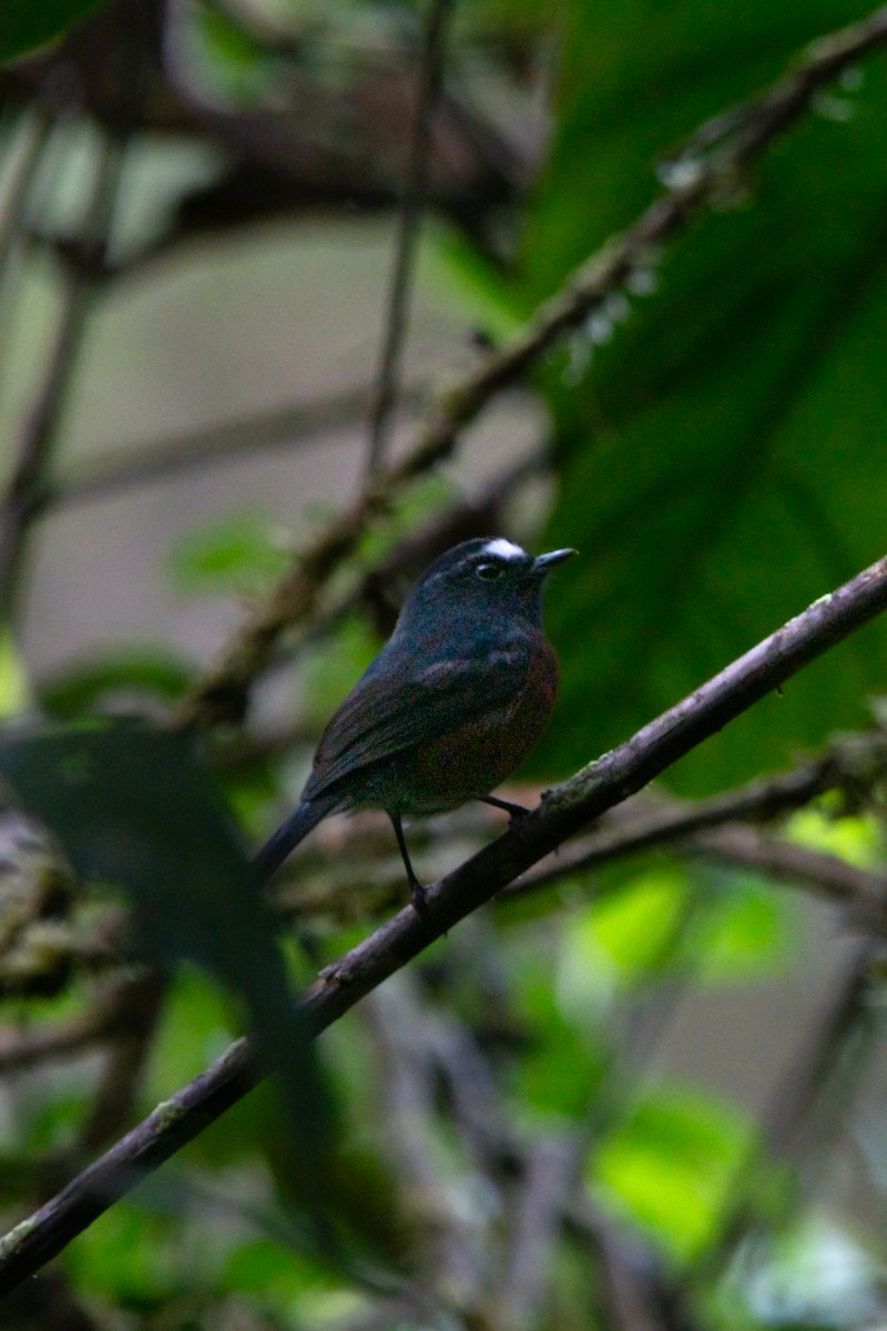 Chestnut-bellied Chat-Tyrant - ML644947816