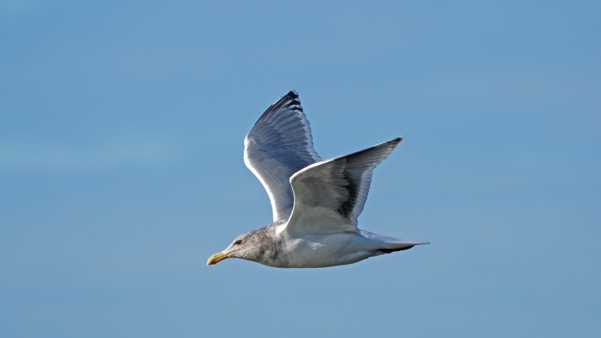 Western x Glaucous-winged Gull (hybrid) - ML644947818