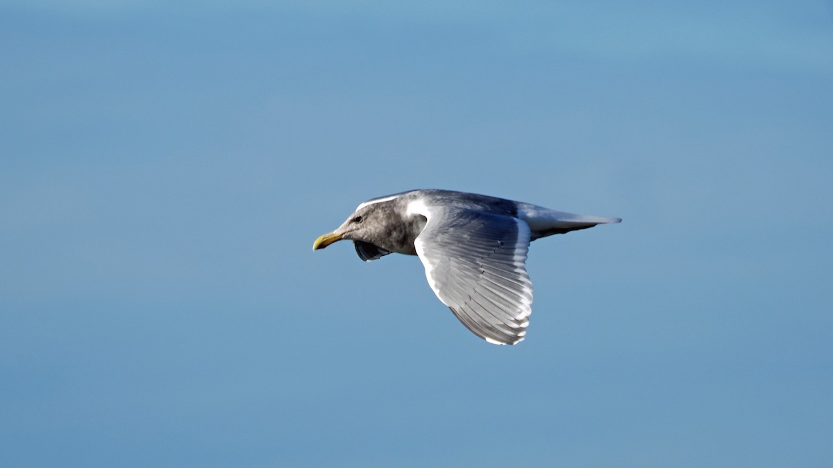 Western x Glaucous-winged Gull (hybrid) - ML644947819