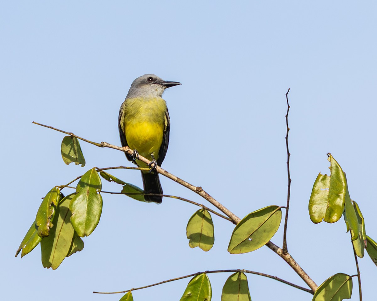 Tropical Kingbird - ML644947831