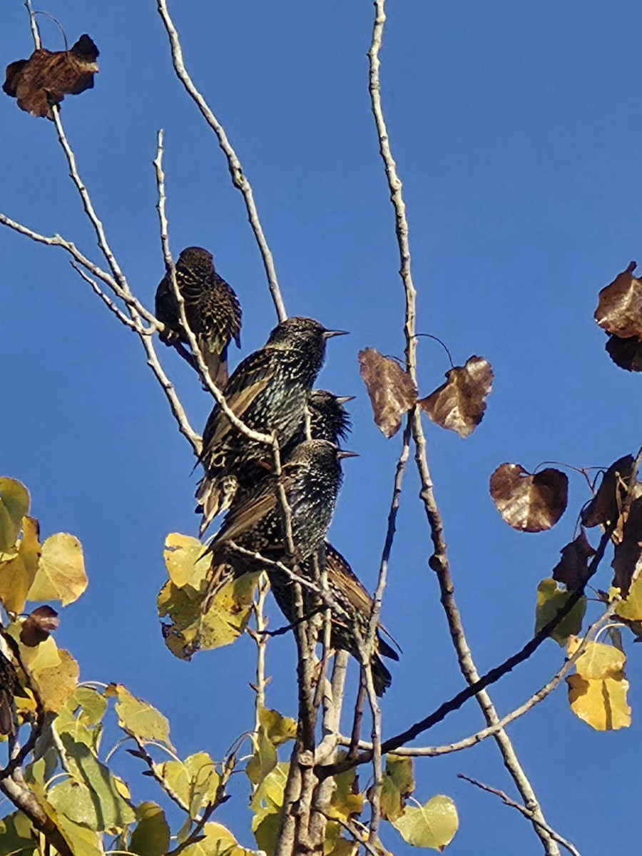 European Starling - ML644947846