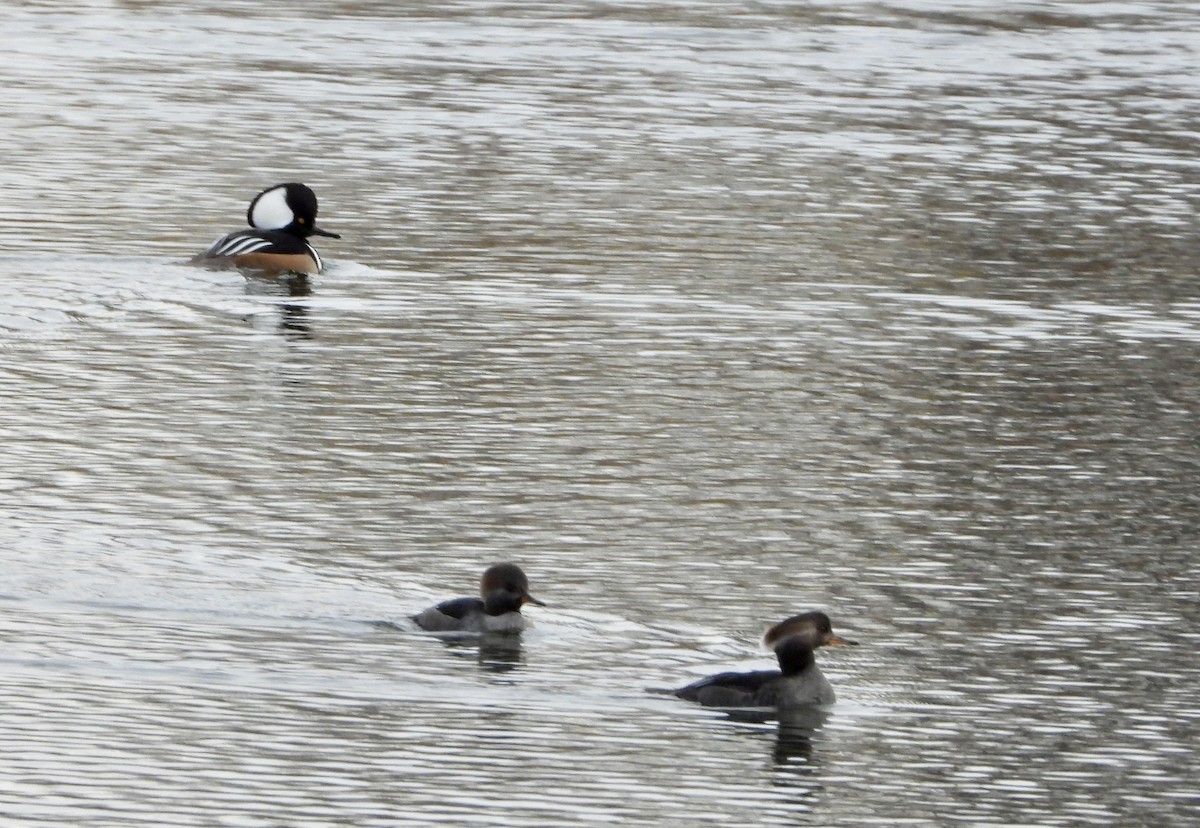 Başlıklı Tarakdiş - ML644947860