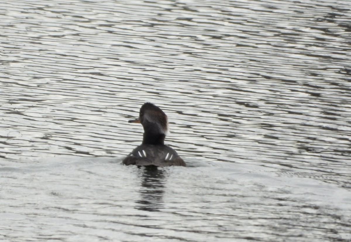 Başlıklı Tarakdiş - ML644947861